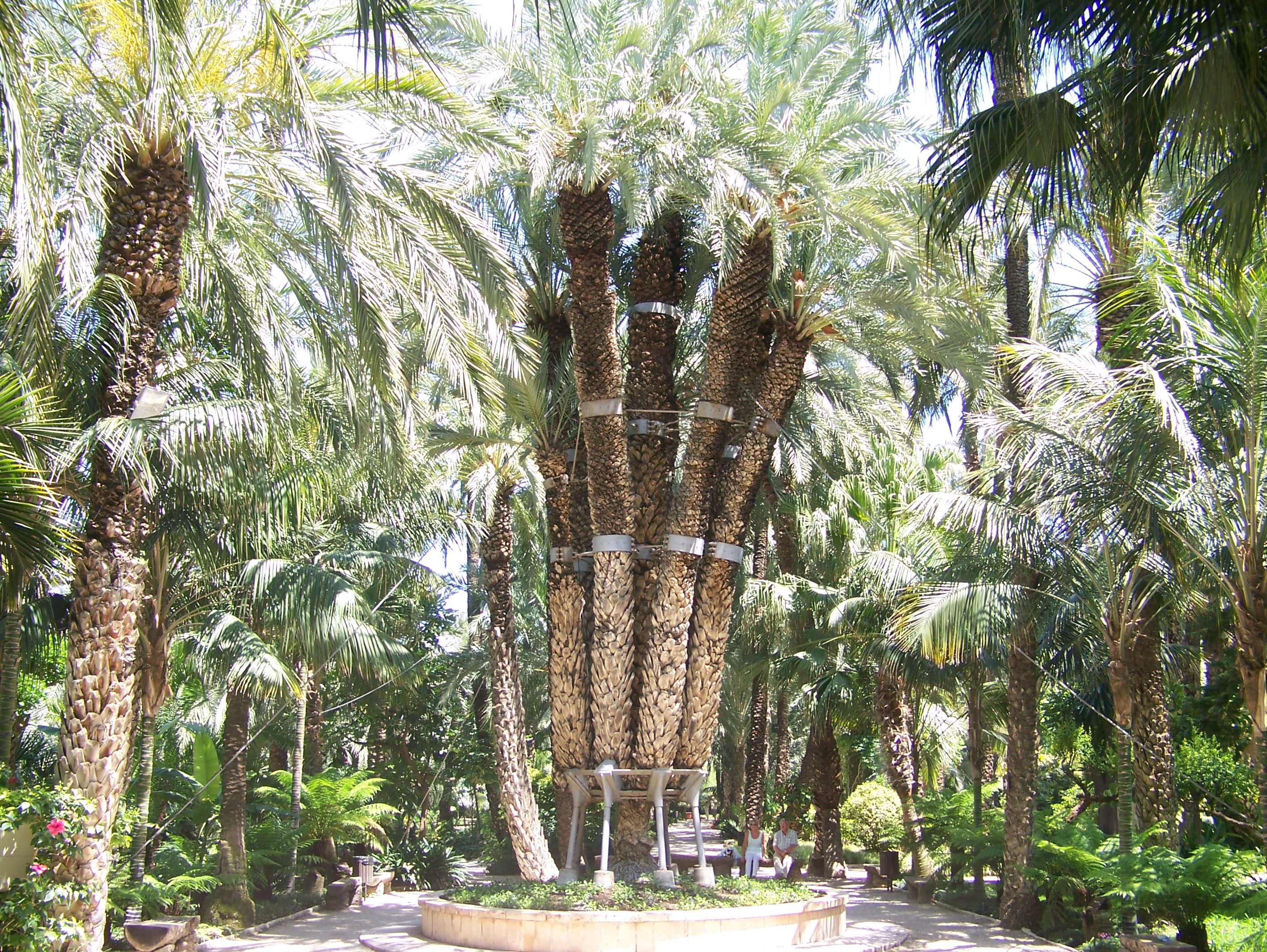 im Palmengarten